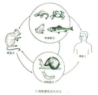 MagiSeq發現可(kě)怕的(de)“上(shàng)頭小(xiǎo)蟲子”