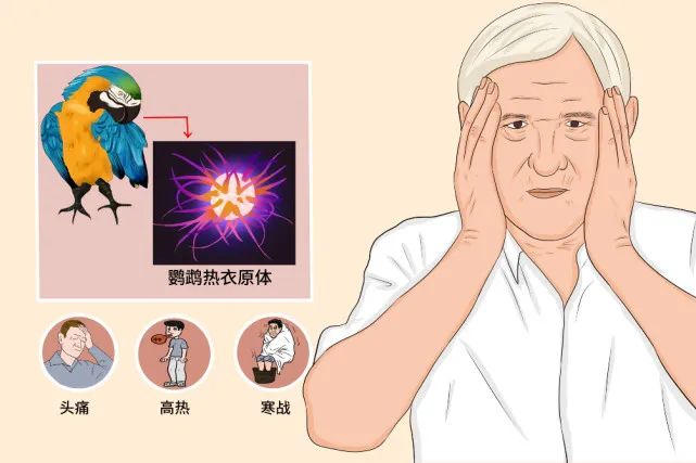 一男子因有(yǒu)“家禽”接觸史，就患上(shàng)了“鹦鹉熱(rè)”!