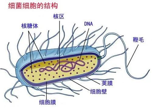 美(měi)格醫學堂| 細菌感染的(de)危險？預防方法與治療措施？(幹貨版)