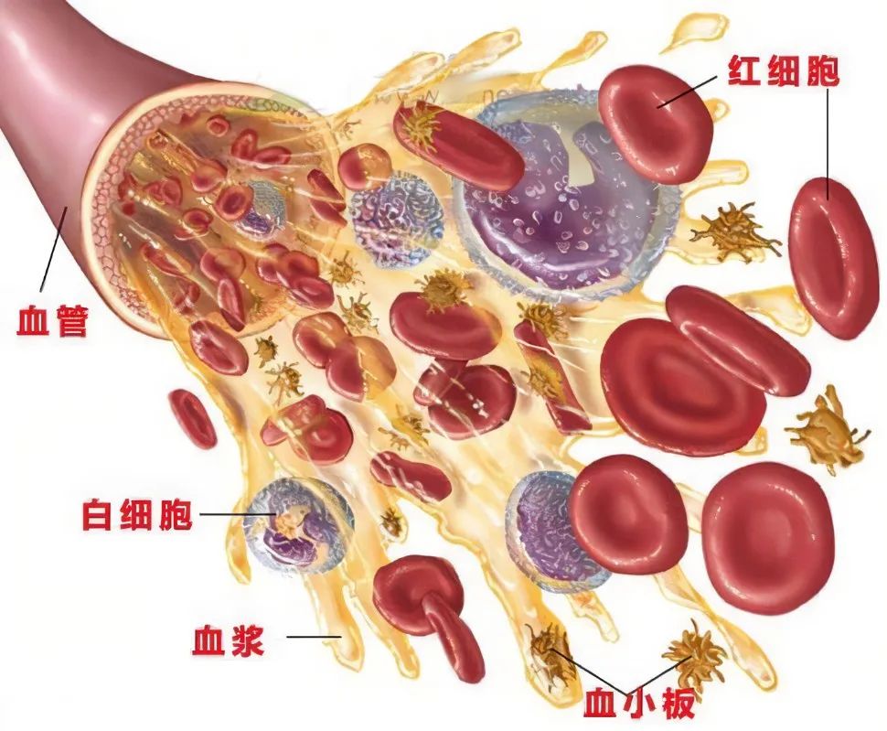 美(měi)格醫學堂| 菌血症、毒血症、敗血症以及膿毒血症，有(yǒu)何區别？